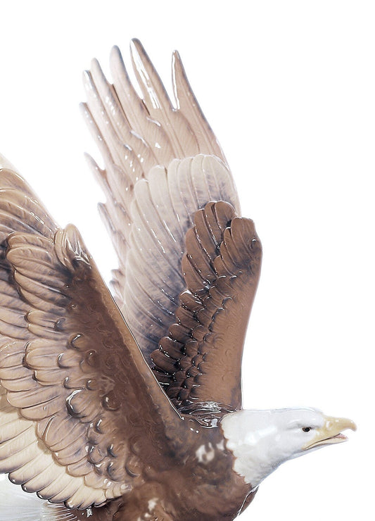 01005863 | Águila a la caza