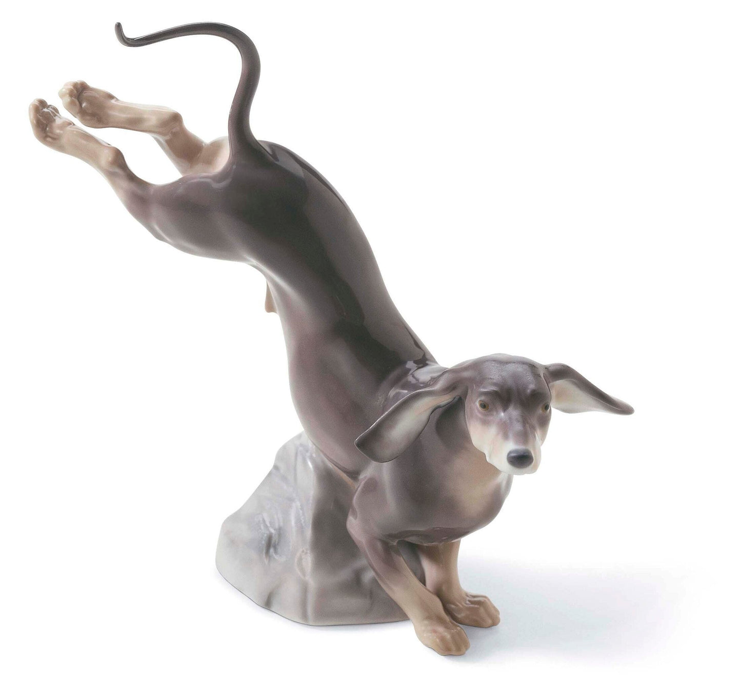 01008317 | Dachshund