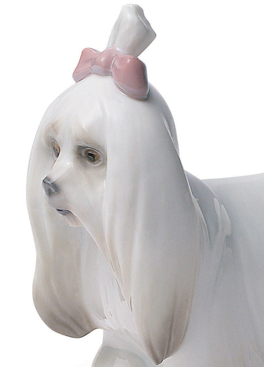 01008368 | Figura perro Maltés