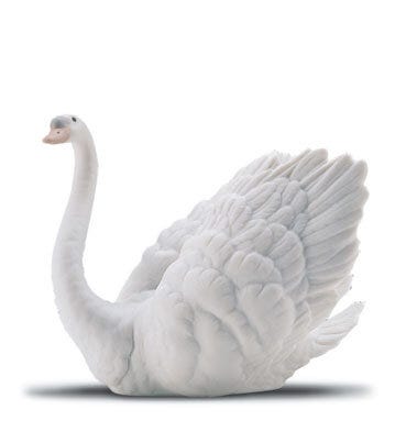 01016175 | CISNE GALANTE Mate