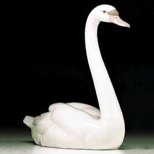 CISNE GALLARDO Brillo – Santacreu Store